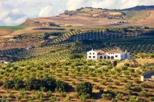 La nueva web de anuncios, gratis y exclusiva para el campo
