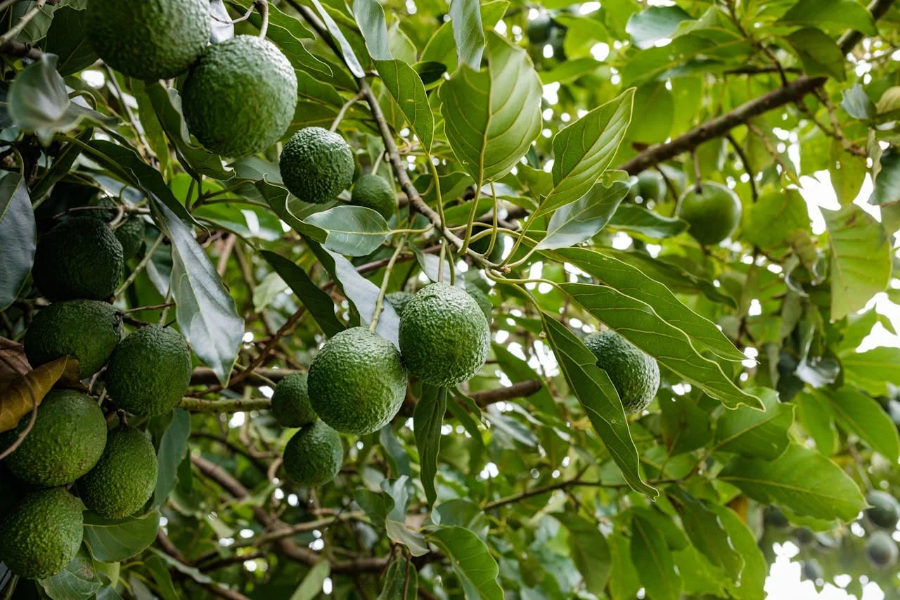 La nueva web de anuncios, gratis y exclusiva para el campo
