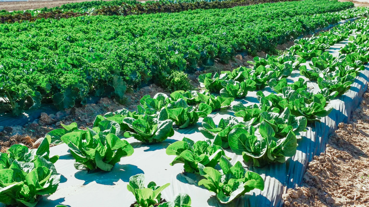 Las Cooperativas Agro-alimentarias de España