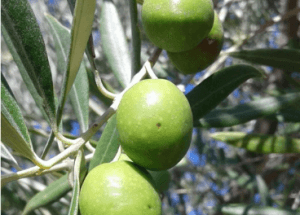 La mosca del Olivo su evolución en Andalucía