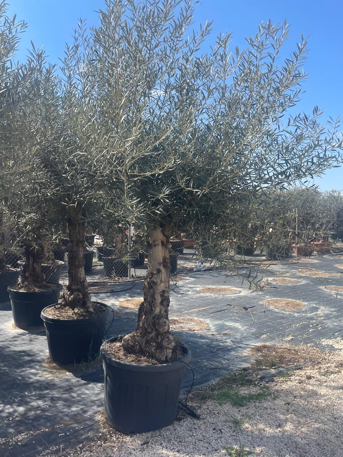 OLIVO-110-LITROS-HOJIBLANCA-RAMIFICADO-385E