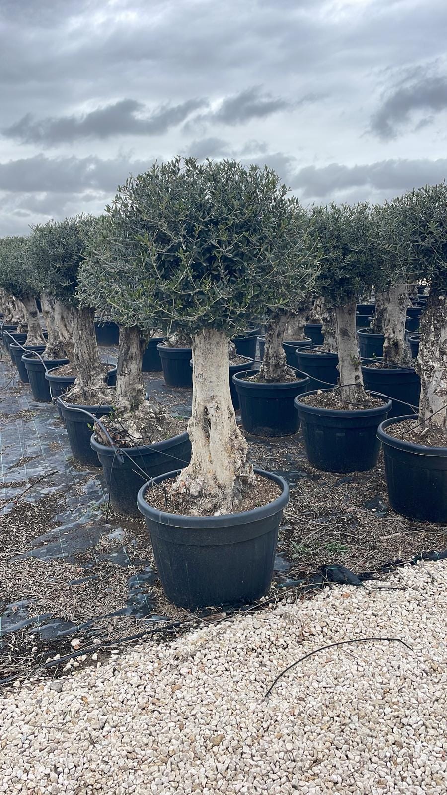 OLIVO-PATA-BOLA-130-L-VARIEDAD-VERDIAL