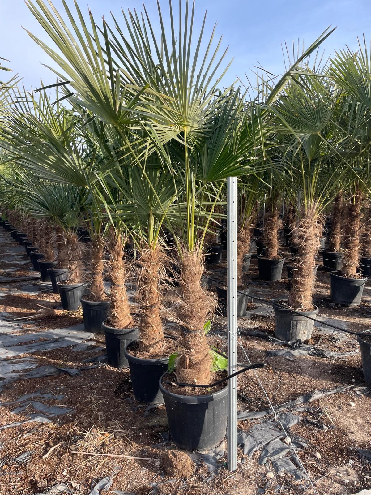 TRACHYCARPUS-FORTUNEI
