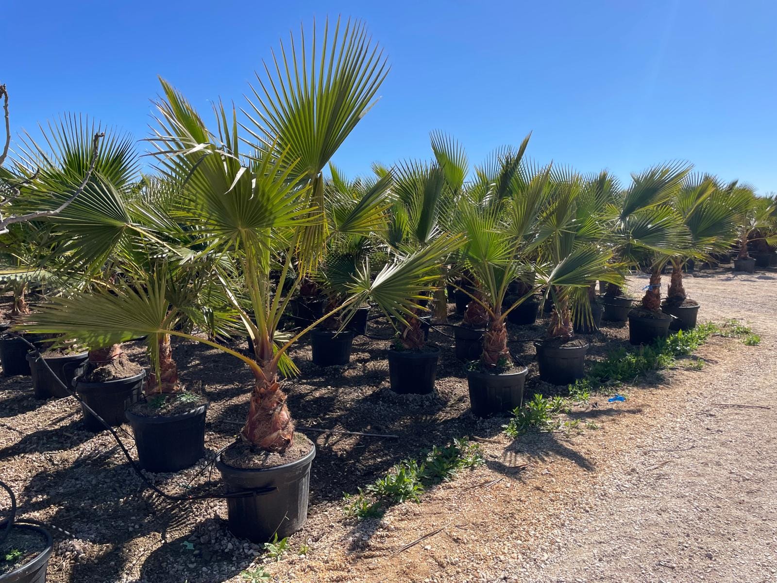 WHASHIGOTNIA-55L-ROBUSTA
