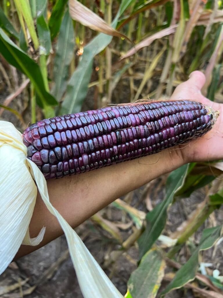 55500daa-0249-4546-919c-053a987ca60a