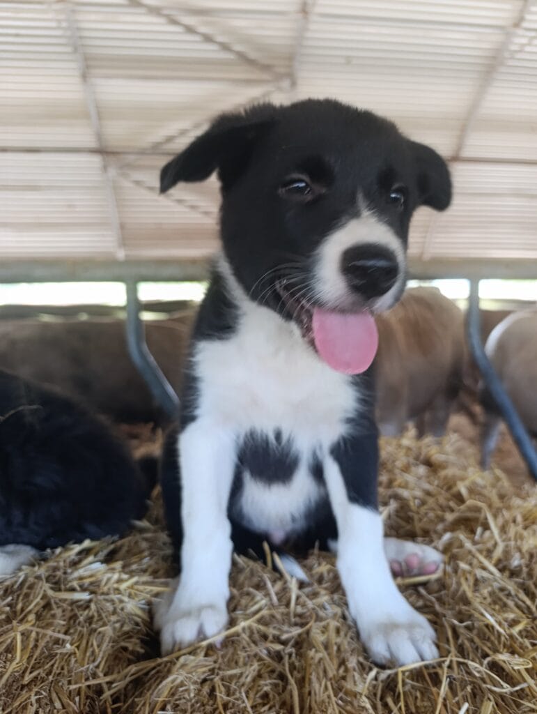 inbound3510097097181988953