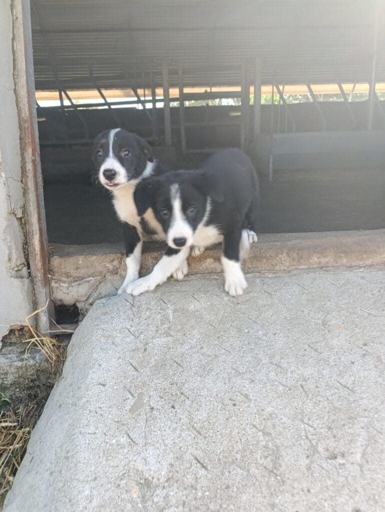 inbound3881054770459889066