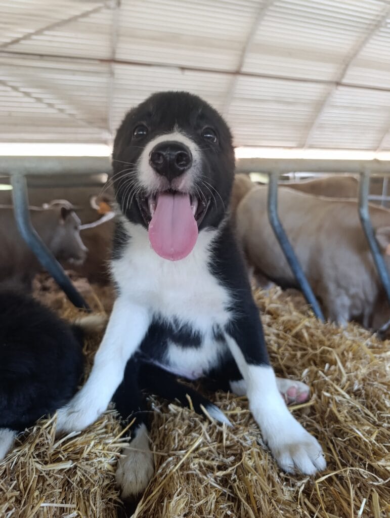 inbound6743439085583308849