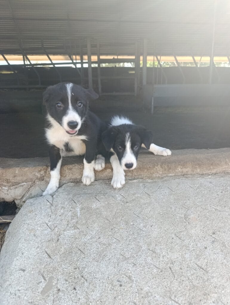 inbound8850025260366061426