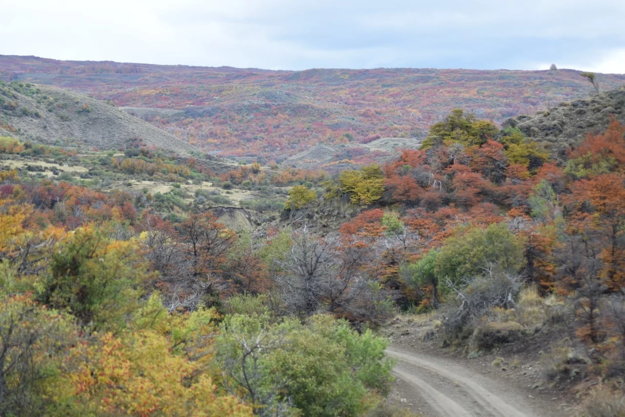 TRELEW-BOSQUE-OTONO-2-1