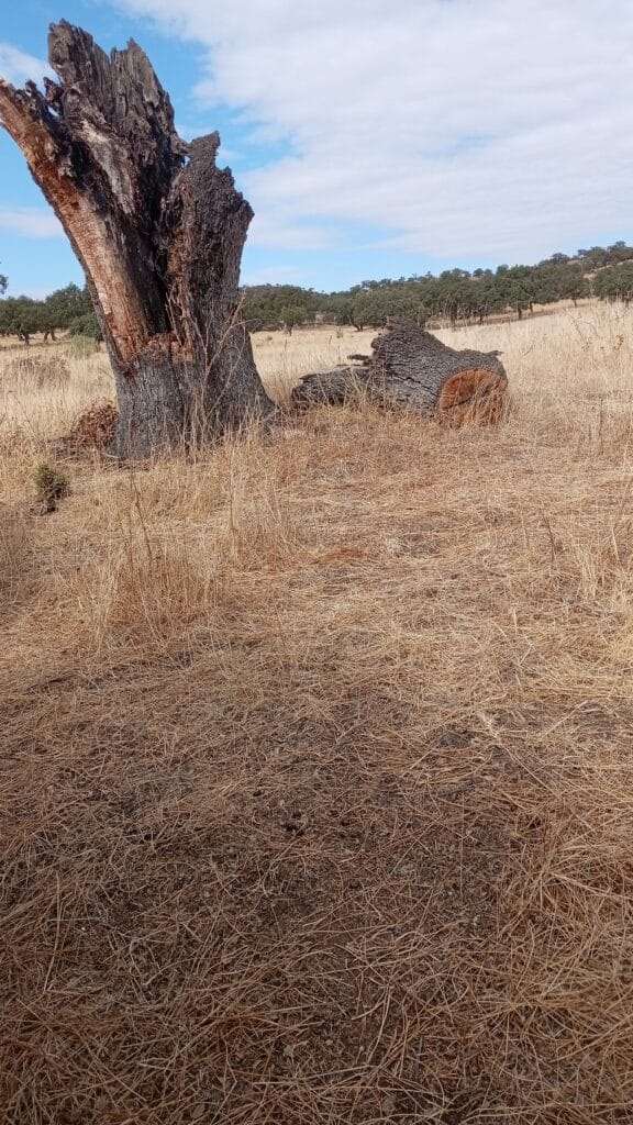 inbound1983544977769864533