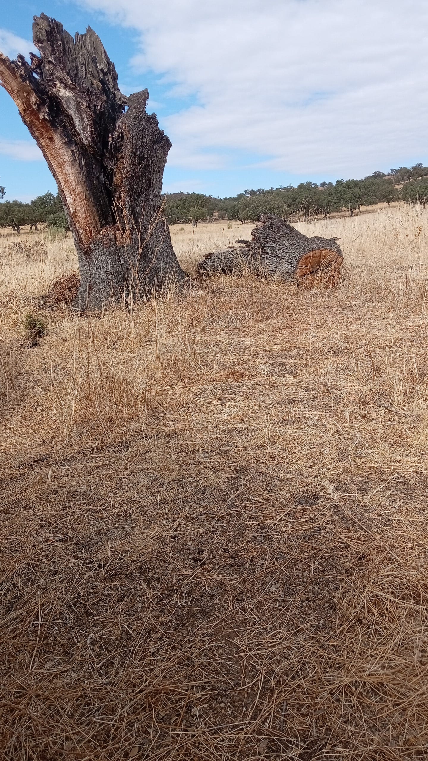 inbound1983544977769864533