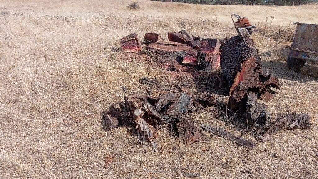 inbound6002595372108119162